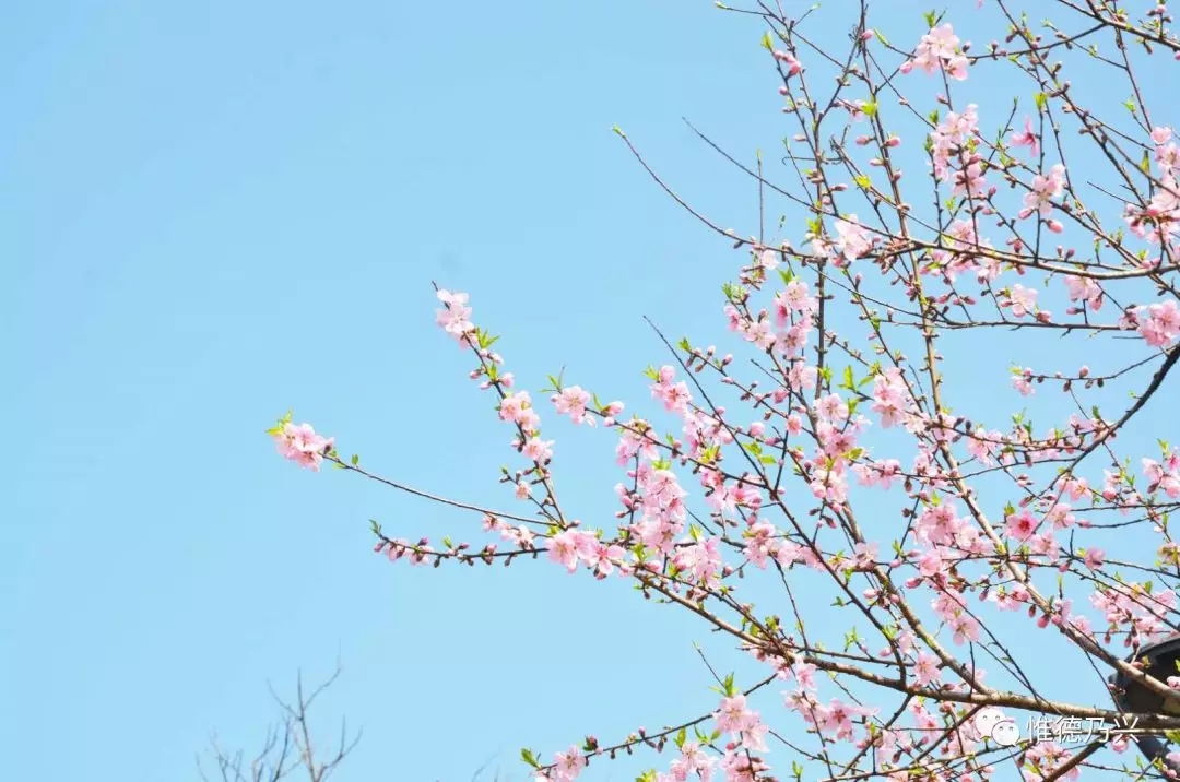 春暖花开,希望在望