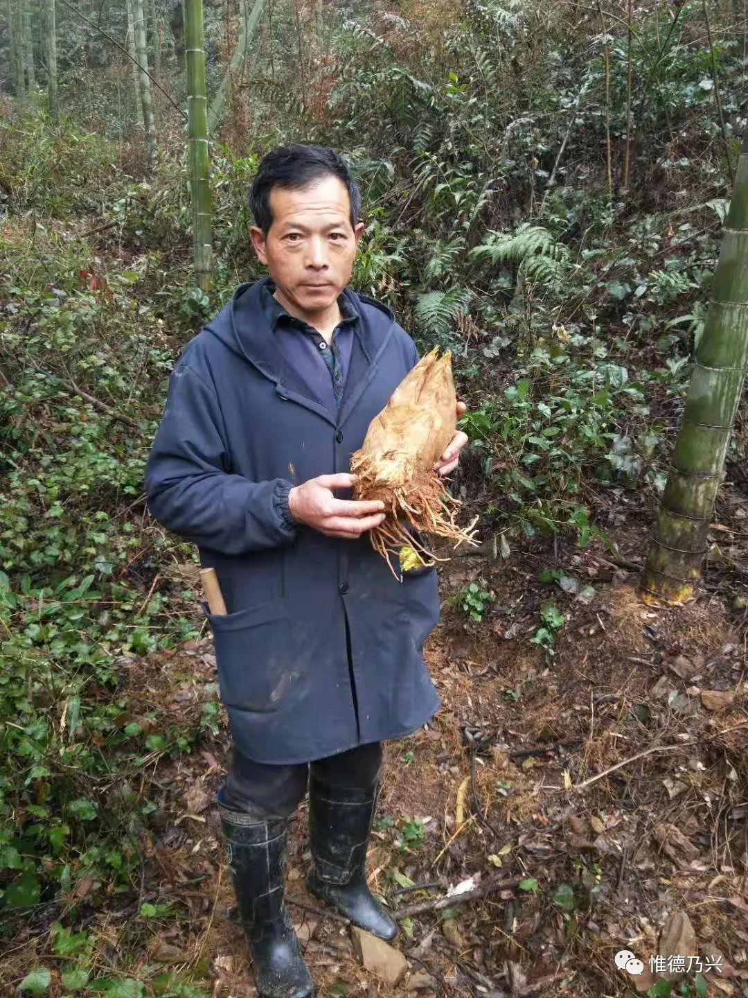 近日,德兴香屯村民陈绍明在挖冬笋时,竟然挖到"双胞胎"冬笋.