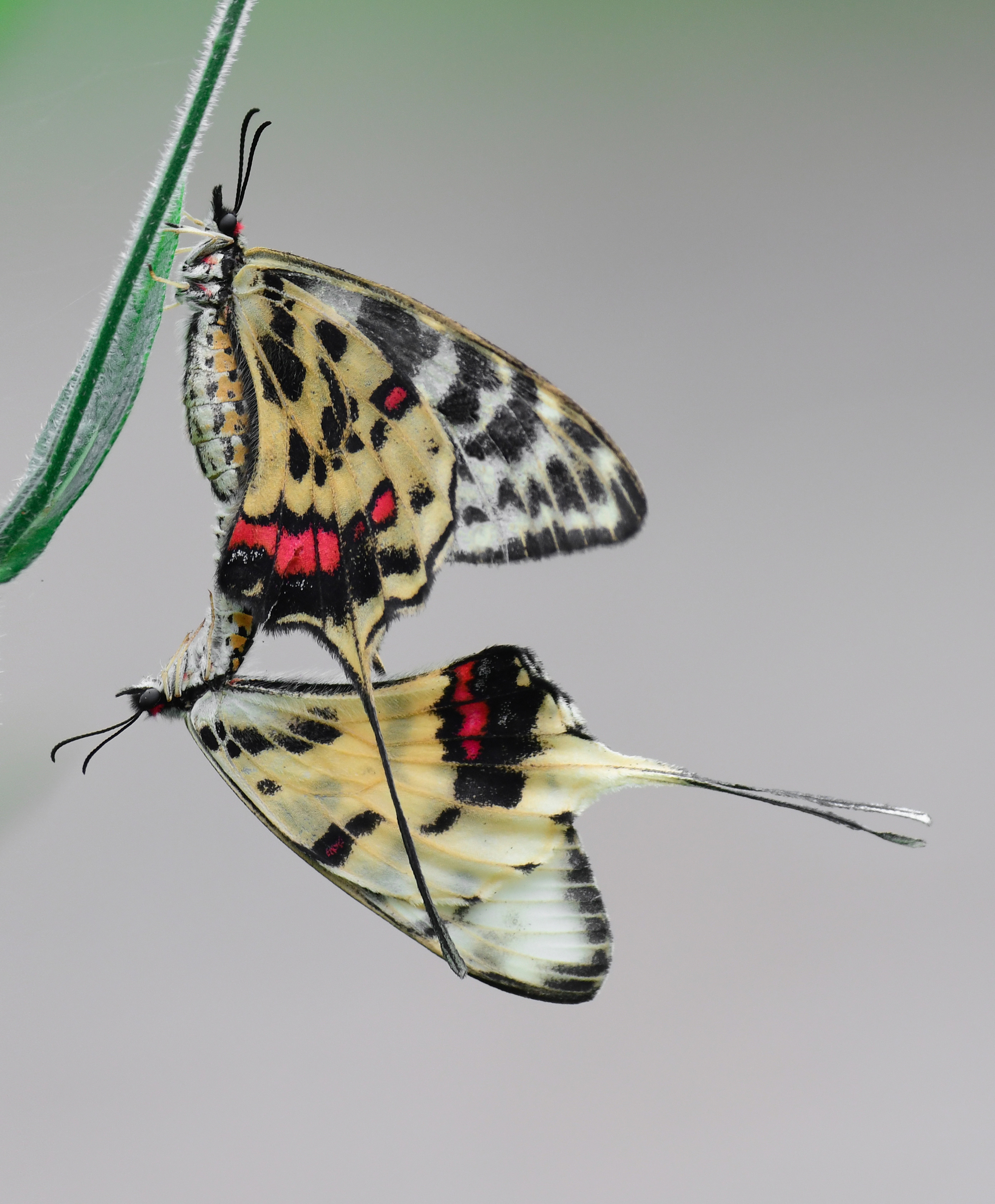王建军摄丝带凤蝶是我国非常珍贵的蝶种,在国内曾被列为14种珍贵蝴蝶