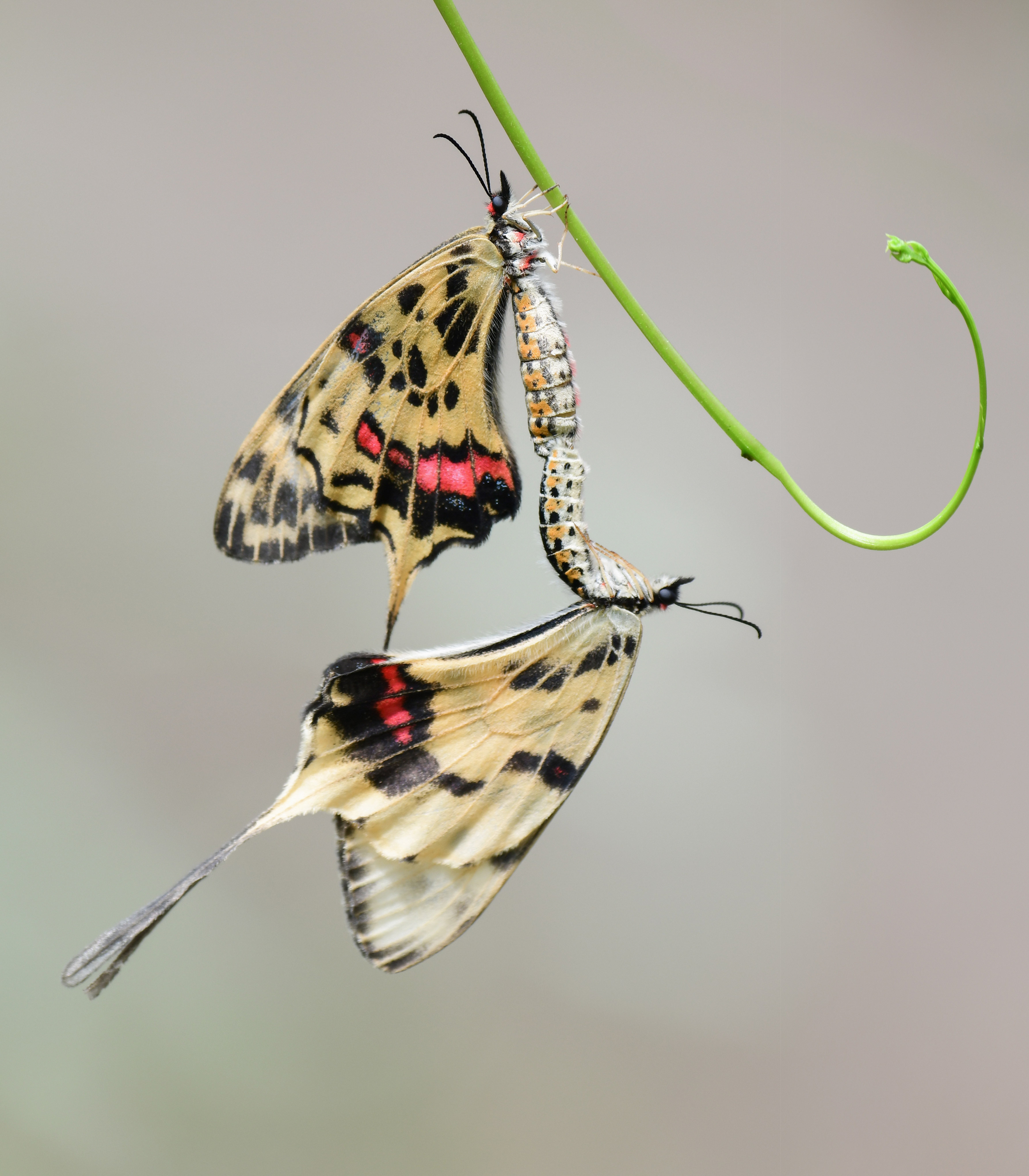 丝带凤蝶是我国非常珍贵的蝶种,在国内曾被列为14种珍贵蝴蝶种类之一