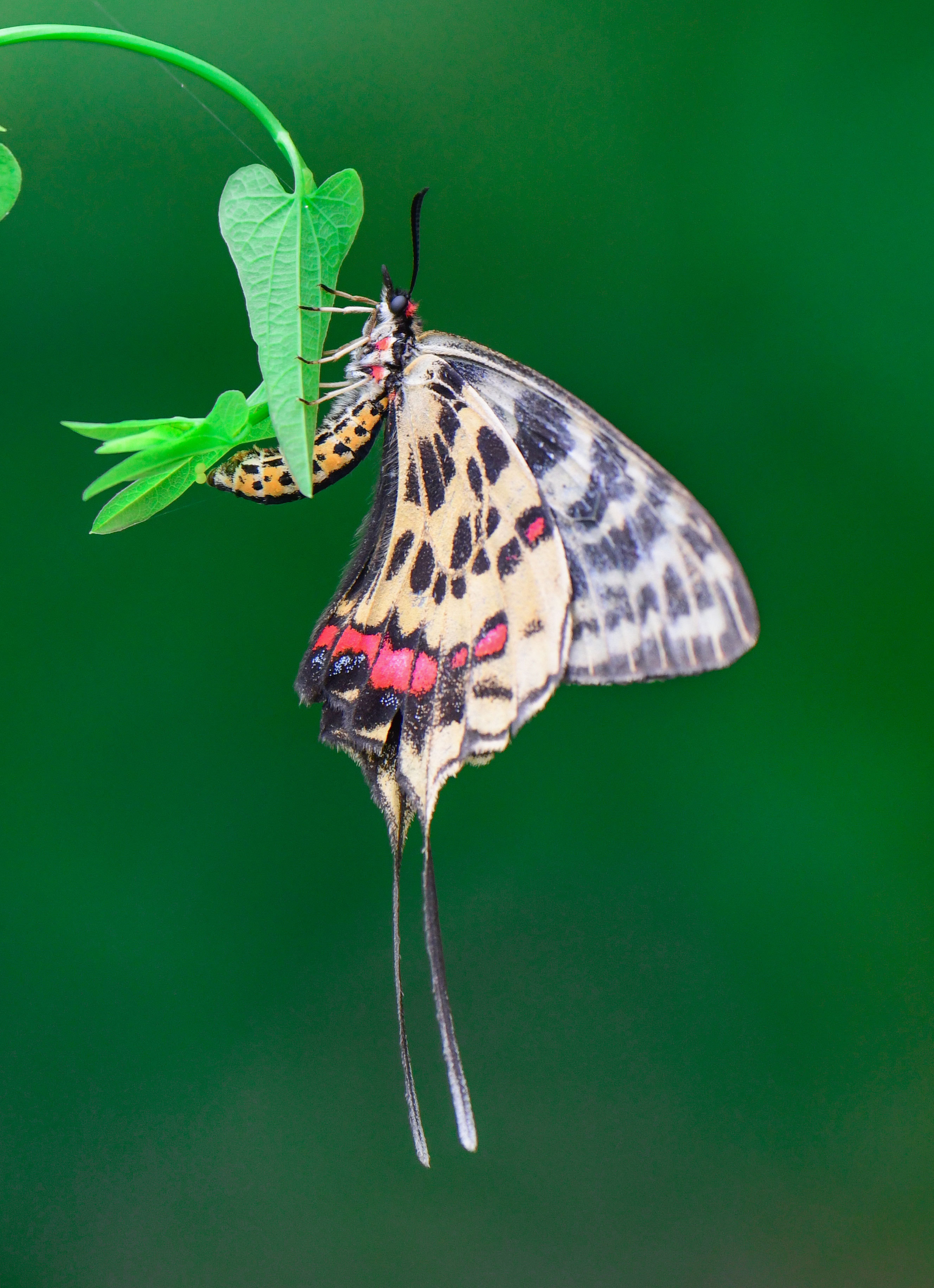丝带凤蝶是我国非常珍贵的蝶种,在国内曾被列为14种珍贵蝴蝶种类之一